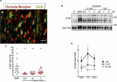 Transactivation of TrkB Receptors by Oxytocin and Its G Protein-Coupled Receptor